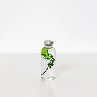 Slow Pharmacy Bottle plant 004