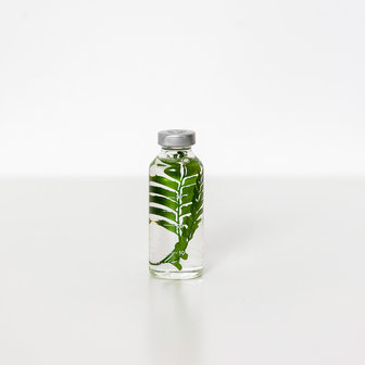 slow pharmacy Bottle plant 011