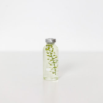 Slow Pharmacy Bottle plant 003