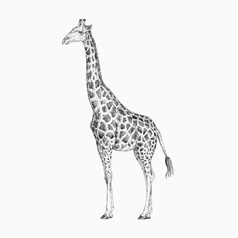 inkylines tekening giraffe A5