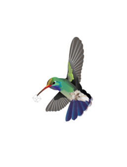 A4 poster kolibrie