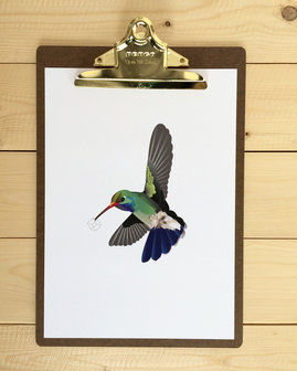A4 poster kolibrie