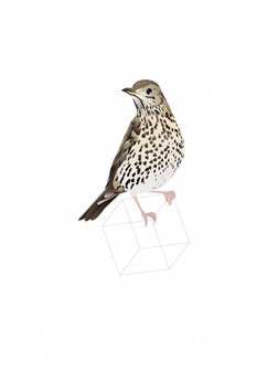 Song Thrush