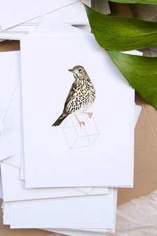 Song thrush