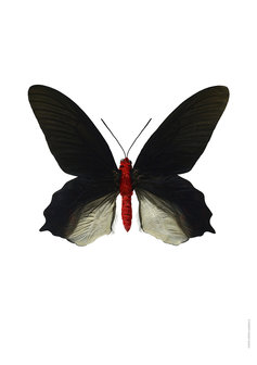 Liljebergs vlinder Atrophaneura semperi albofasciata