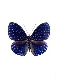 Liljebergs print vlinder hamadryas velutina