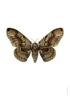 Liljebergs print vlinder brahmaea wallichii owl moth