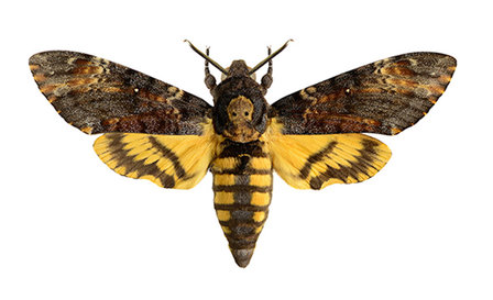 liljebergs doodshoofdvlinder Acherontia atropos