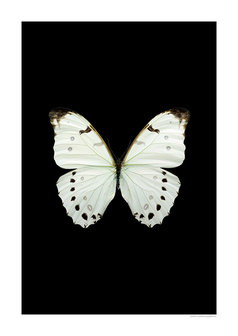 Liljebergs print Morpho luna