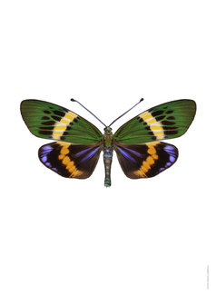 Liljebergs print vlinder Eterusia Repleta A4