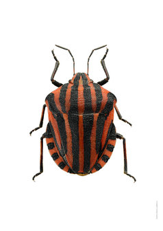 Liljebergs print striped beetle A4