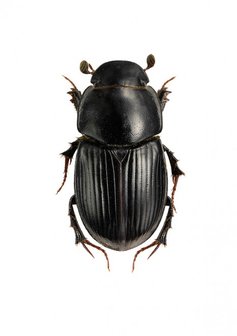 Liljebergs print Aphodius depressus dung beetle