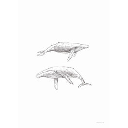 Inkylines Print walvissen A5 Inkylines Print walvissen A5