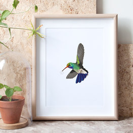 Poster Roosmarijn Knijnenburg - Broad Billed Hummingbird Poster Roosmarijn Knijnenburg - Broad Billed Hummingbird