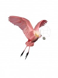 Roosmarijn Knijnenburg Spoonbill A5 card Roosmarijn Knijnenburg Spoonbill A5 card