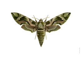Liljebergs print oleander hawk moth - Daphnis nerii Liljebergs print oleander hawk moth - Daphnis nerii