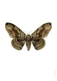 Liljebergs print nachtvlinder - Brahmae wallichii - herfstspinner Liljebergs print nachtvlinder - Brahmae wallichii - herfstspinner