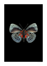 Liljebergs print vlinder Asterope leprieuri, zwart Liljebergs print vlinder Asterope leprieuri, zwart