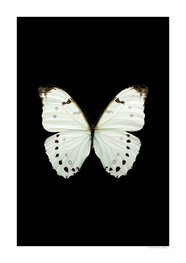 Liljebergs print vlinder Morpho luna, zwart Liljebergs print vlinder Morpho luna, zwart
