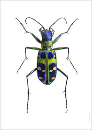 Liljebergs print kever Cicindela chinensis japonica Liljebergs print kever Cicindela chinensis japonica