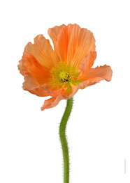 Liljebergs print papaver coral Liljebergs print papaver coral